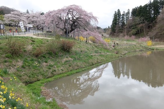 少しだけ池に映る桜