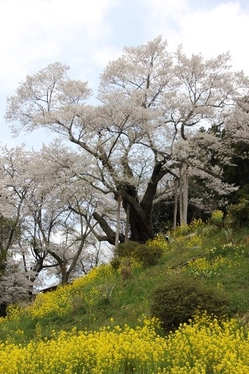 エドヒガン桜の巨木