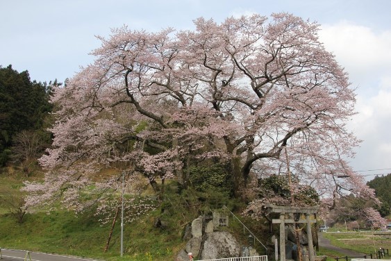神殿神社の岩桜