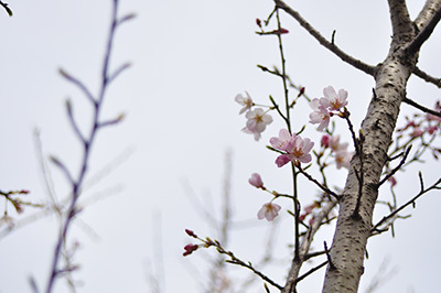吾川のひょうたん桜