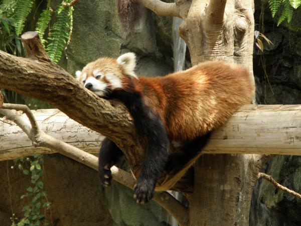 神戸どうぶつ王国　木の上で寝てたレッサーパンダ
