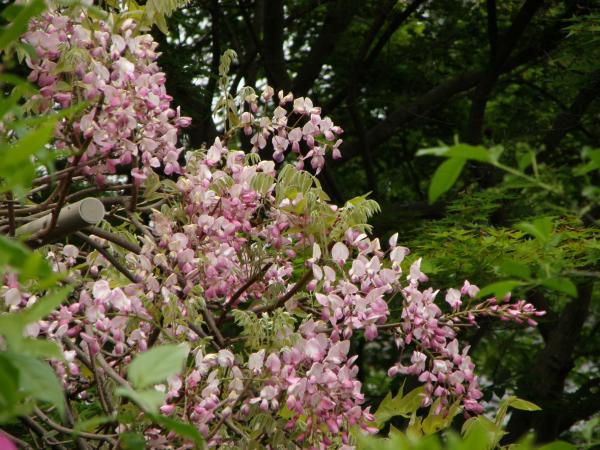 当麻寺に咲いてたピンクっぽい藤の花