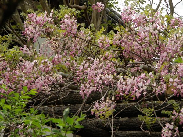 当麻寺に咲いてたピンクっぽい藤の花