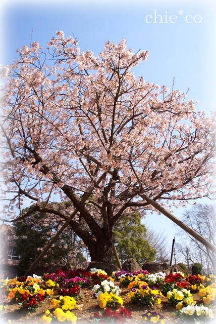 玉縄桜。。
