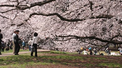 きぬた公園の桜