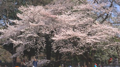きぬた公園の桜