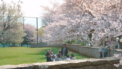 NTT研修センタの桜