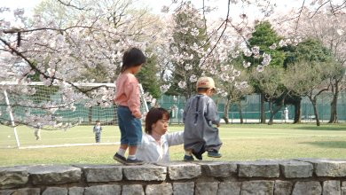 NTT研修センタの桜