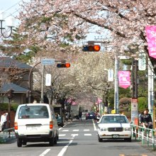成城学園前の桜